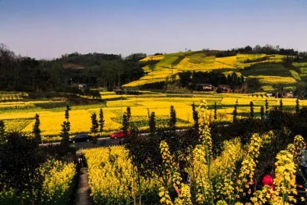 四川过年油菜花风景视频,3月去四川哪里看油菜花