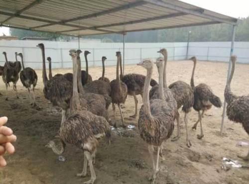 养殖鸵鸟怎么养殖得快些,为什么不建议养殖鸵鸟