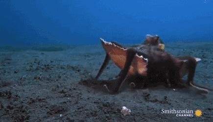 章鱼是寒武纪生物吗,章鱼有统治地球的能力吗