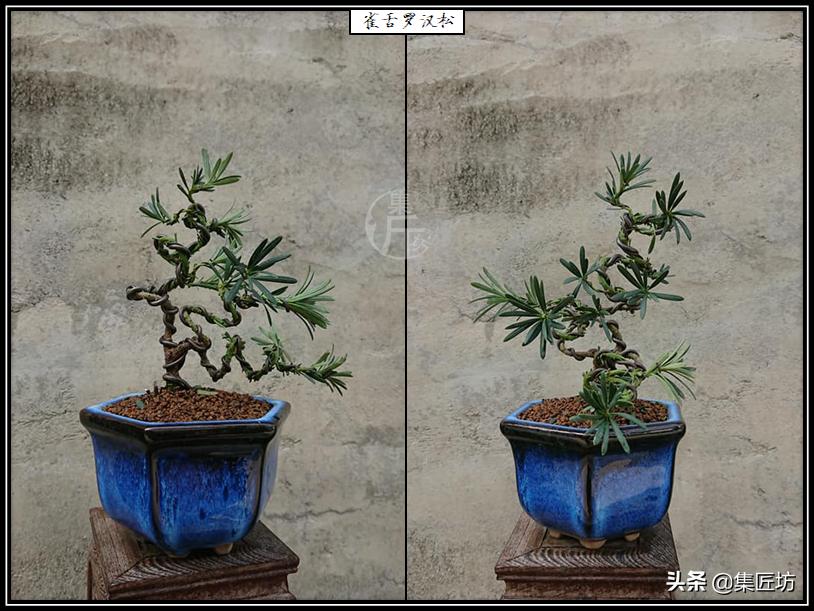 雀舌罗汉松小盆景造型,雀舌罗汉松造型制作视频