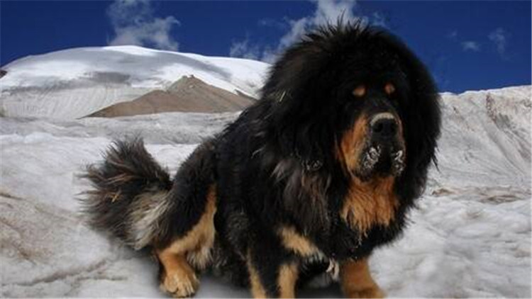 藏獒怎么训成凶猛狗,藏獒的饲养方法和训练