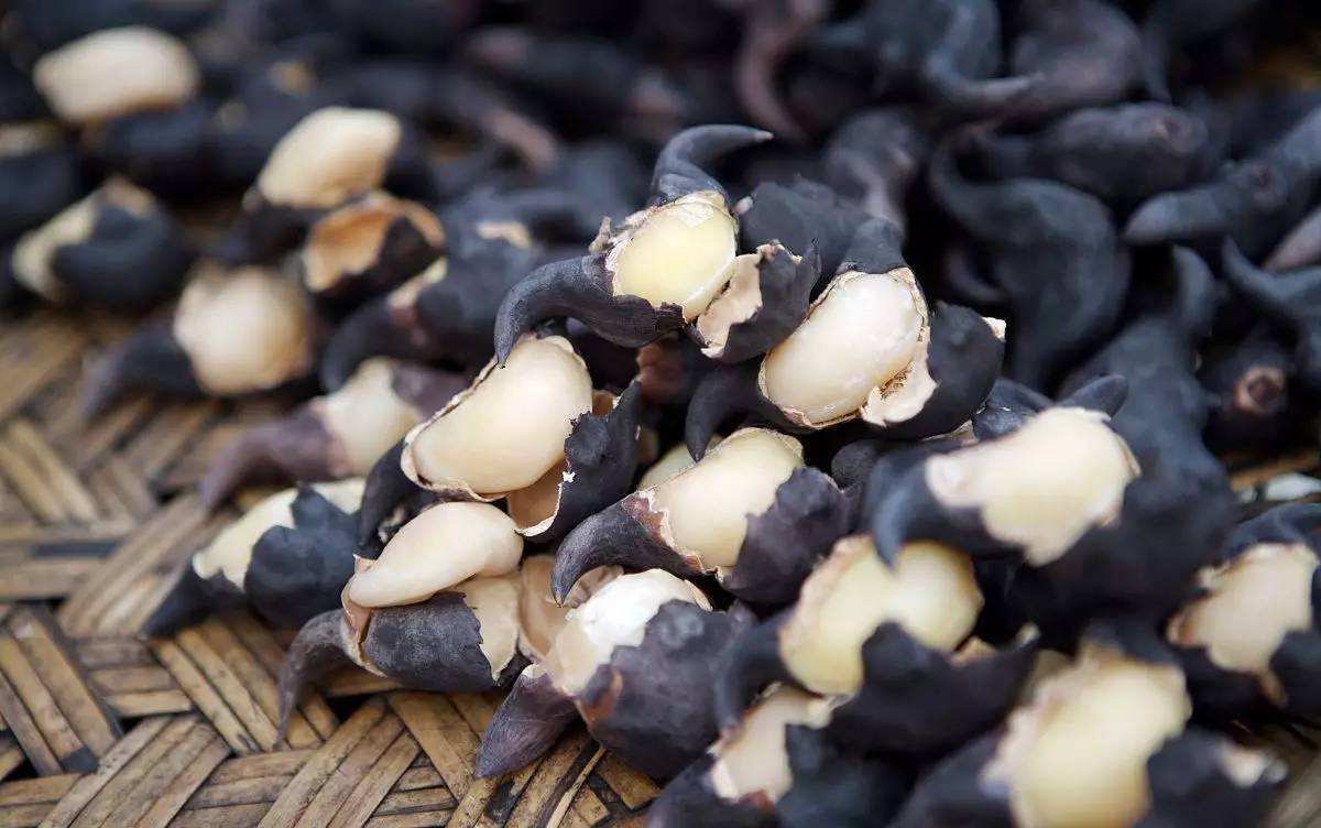 风波不信菱枝弱整首诗意思,风波不信菱枝弱全文