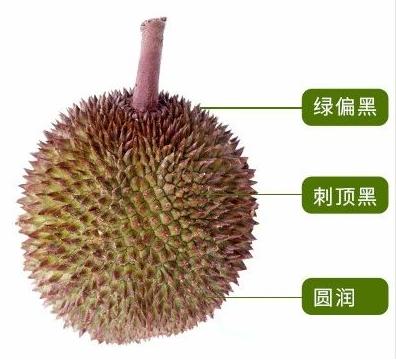 热带水果榴莲,热带水果之王是什么