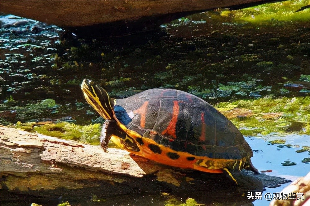 乌龟死了要不要埋,乌龟快死的七大征兆有哪些