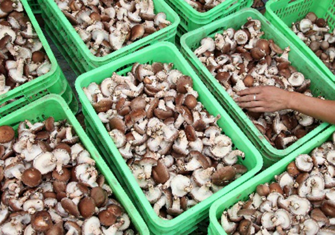 种植香菇怎样能快速发芽,香菇发菌期出现白毛菌怎么办