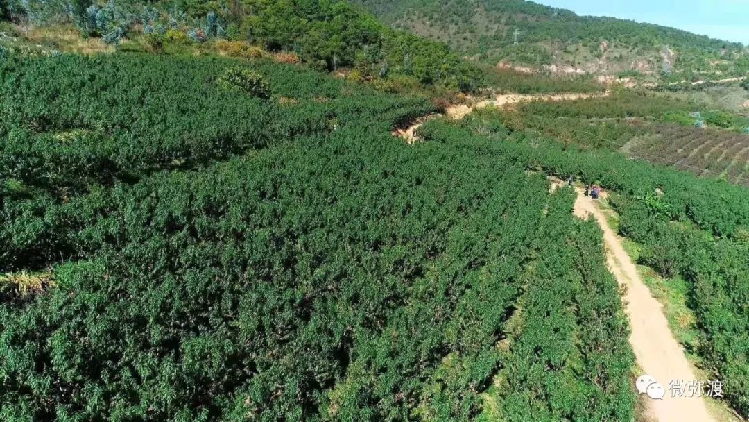 冬桃挑起农特“群英汇”，雾本丰收季电商很给力