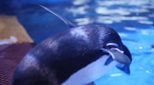 花young官方购票,花young套餐29元103g联通