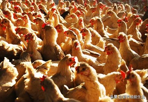 防止鸡中暑的有效方法,鸡中暑了怎么办最快解决方法