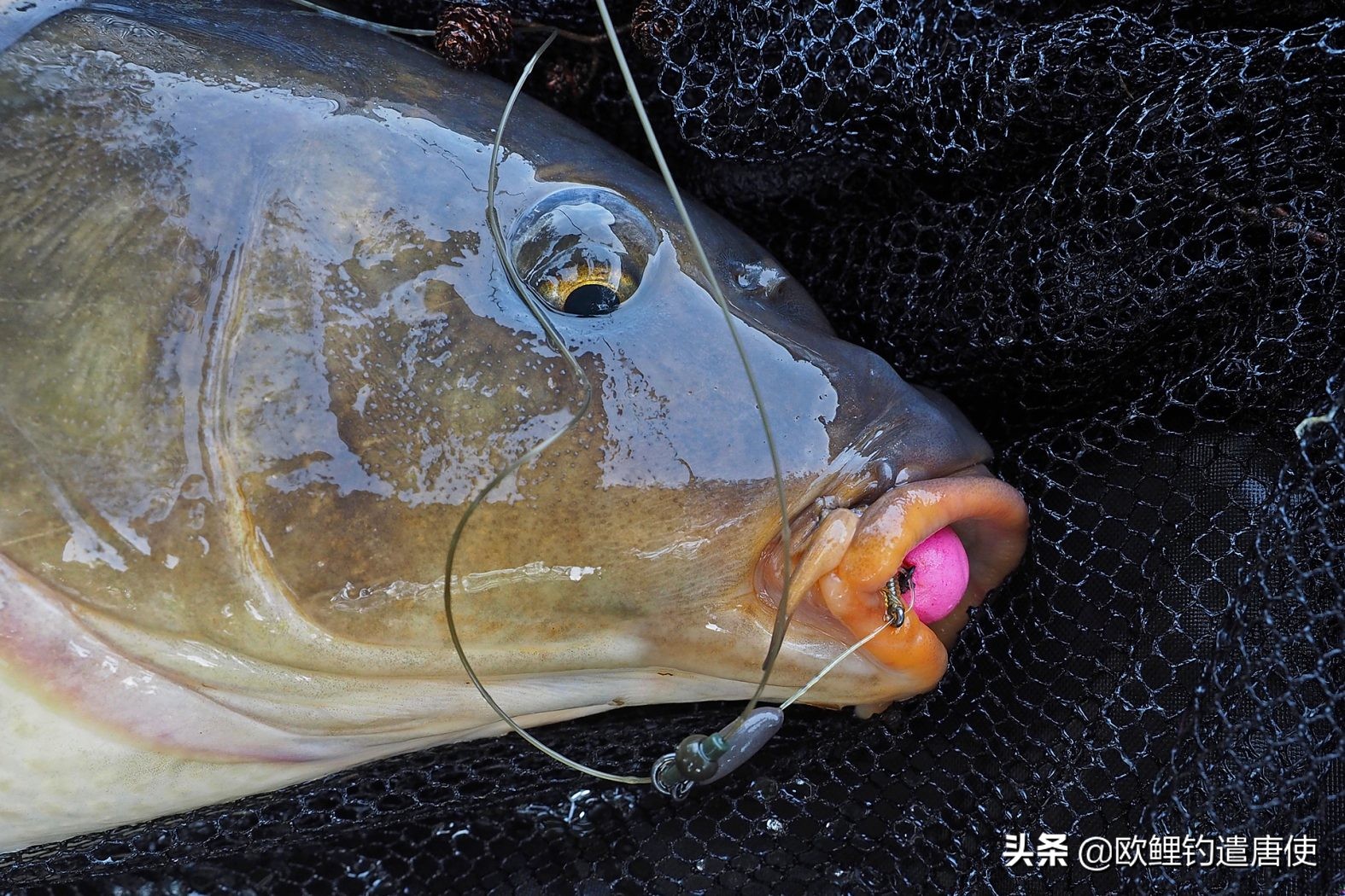 欧鲤钓真正的挂饵方法,欧鲤钓法视频教程大全