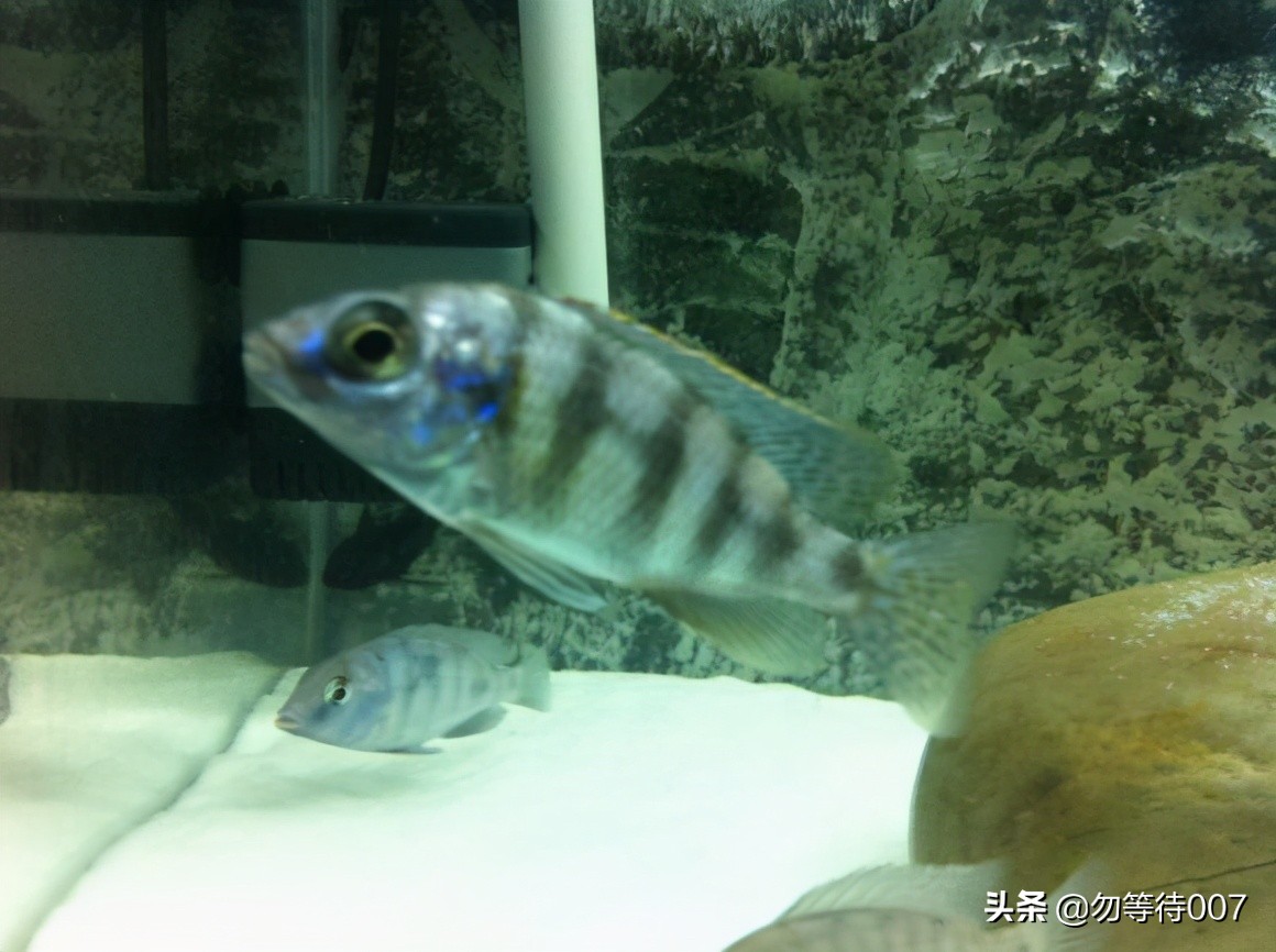 激素鱼怎么养 (激素鱼能不能长大)