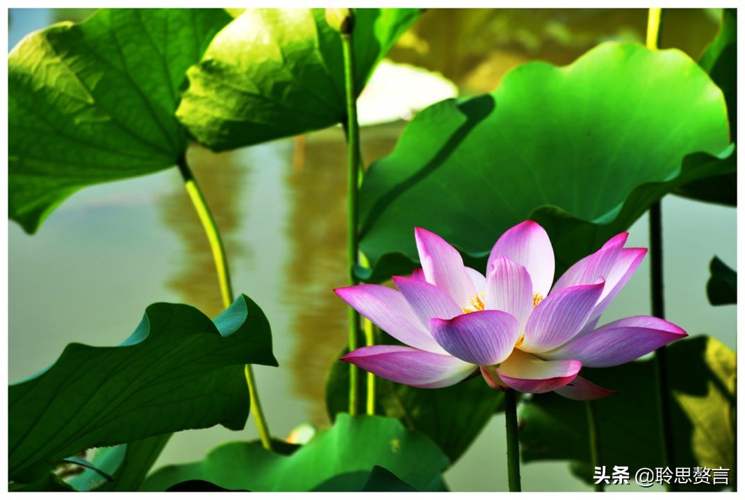 夏日诗句精选,30首夏日诗词人间最美是初夏