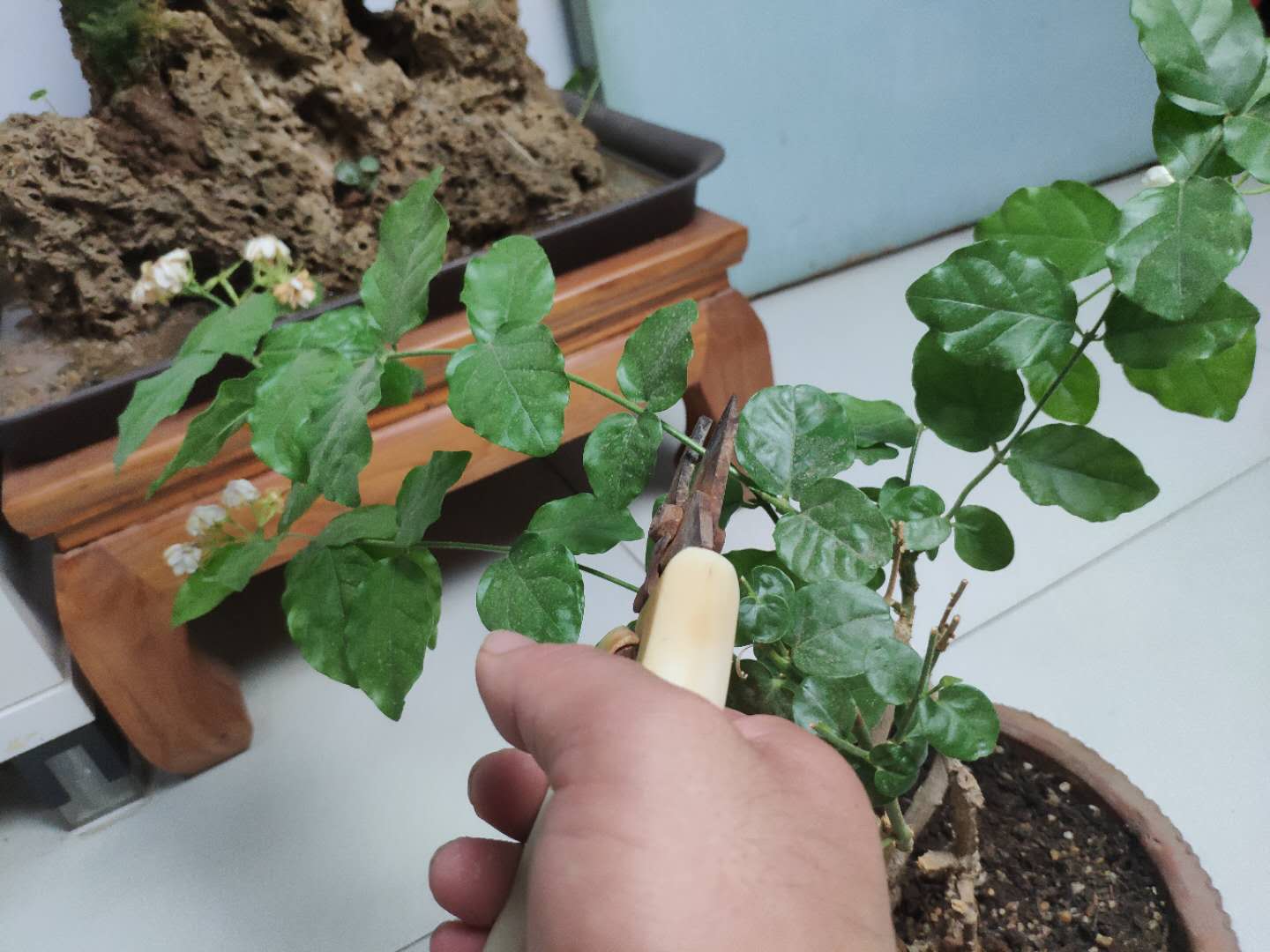 养好茉莉的技巧与方法,茉莉怎么养爆盆