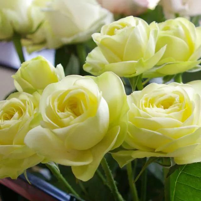 月季图鉴哪本书好,淘宝上最好养的月季品种