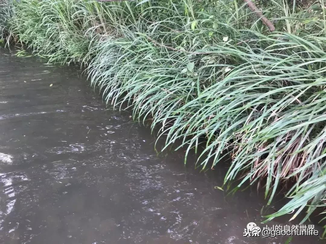 草龟难养,养草龟笔记