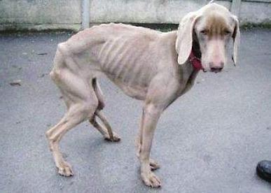 狗狗怎么养才能养胖,狗狗喂养指南从养狗小白进阶