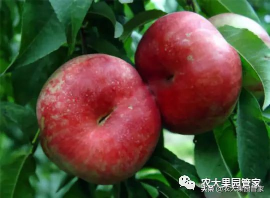 种植新品种果树苗一手货源,各种新品种果树苗木一手货源