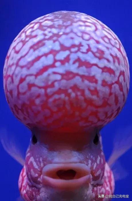 罕见的海底世界照,罕见海底图片