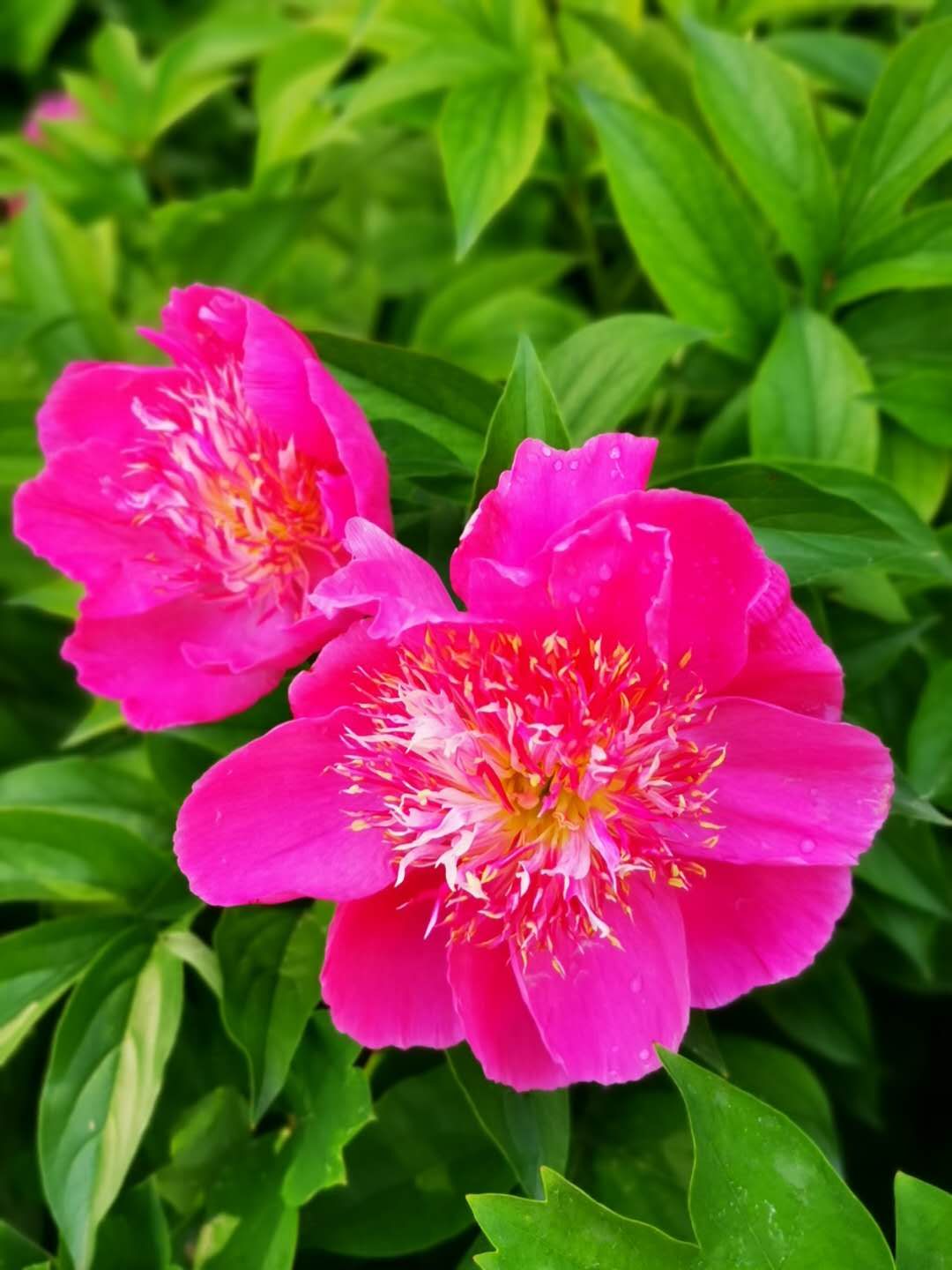 石家庄有哪些免费玩的地方—世纪公园