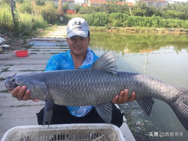 钓黑坑大青鱼的最佳单钩钓法,单钩和双钩钓青鱼的区别