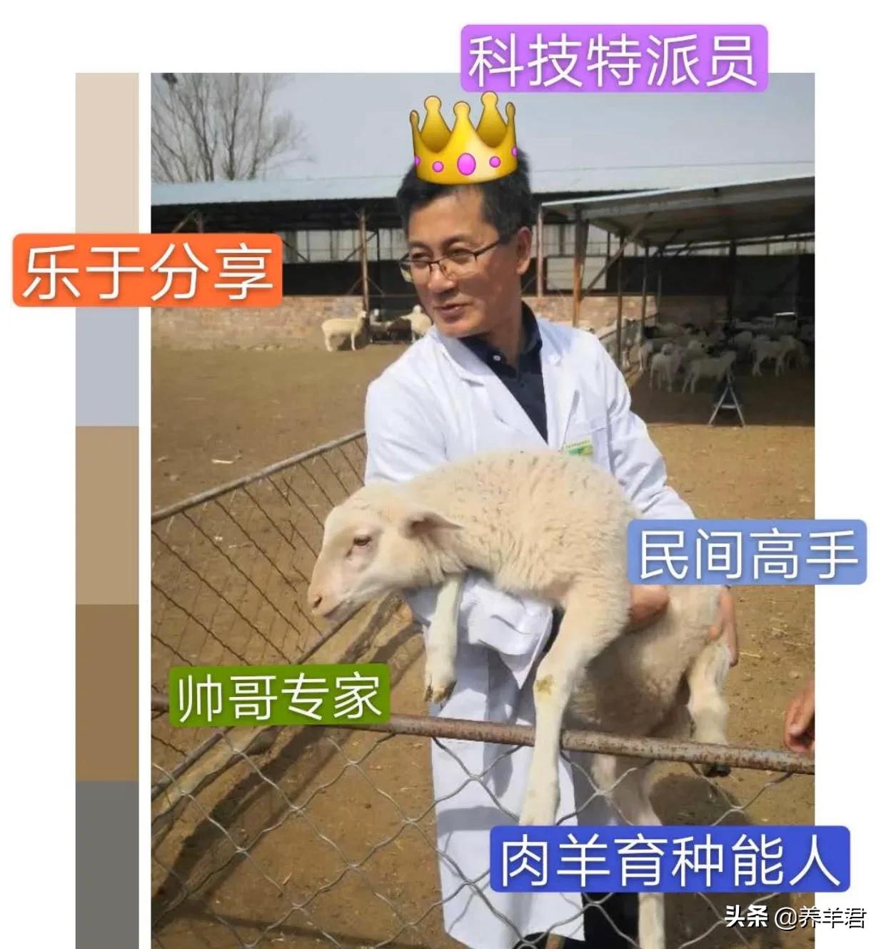 羊寄生虫发病原因,羊的几大寄生虫病