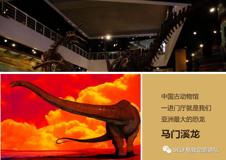 关于恐龙的研究详细,恐龙食谱大全及做法