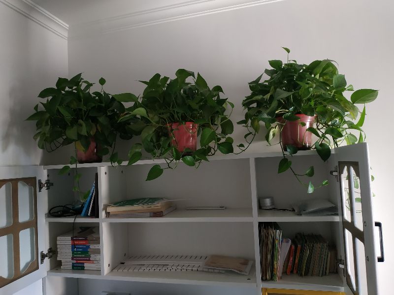 看到别人养的绿萝很漂亮,绿萝养得好也很漂亮