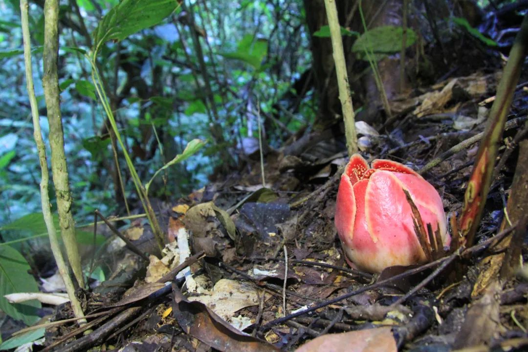 消失30年的寄生花再现,绝迹重生40