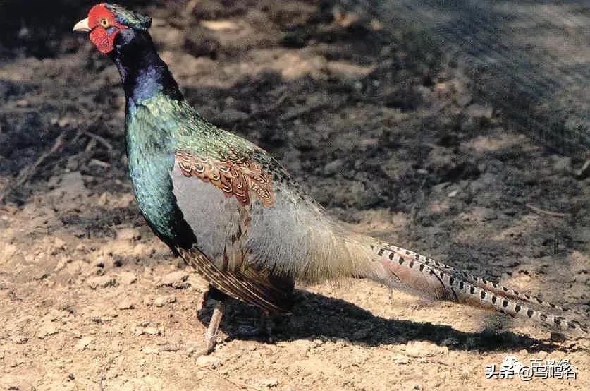 各国国鸟国宝有哪些,各国国鸟大小排名