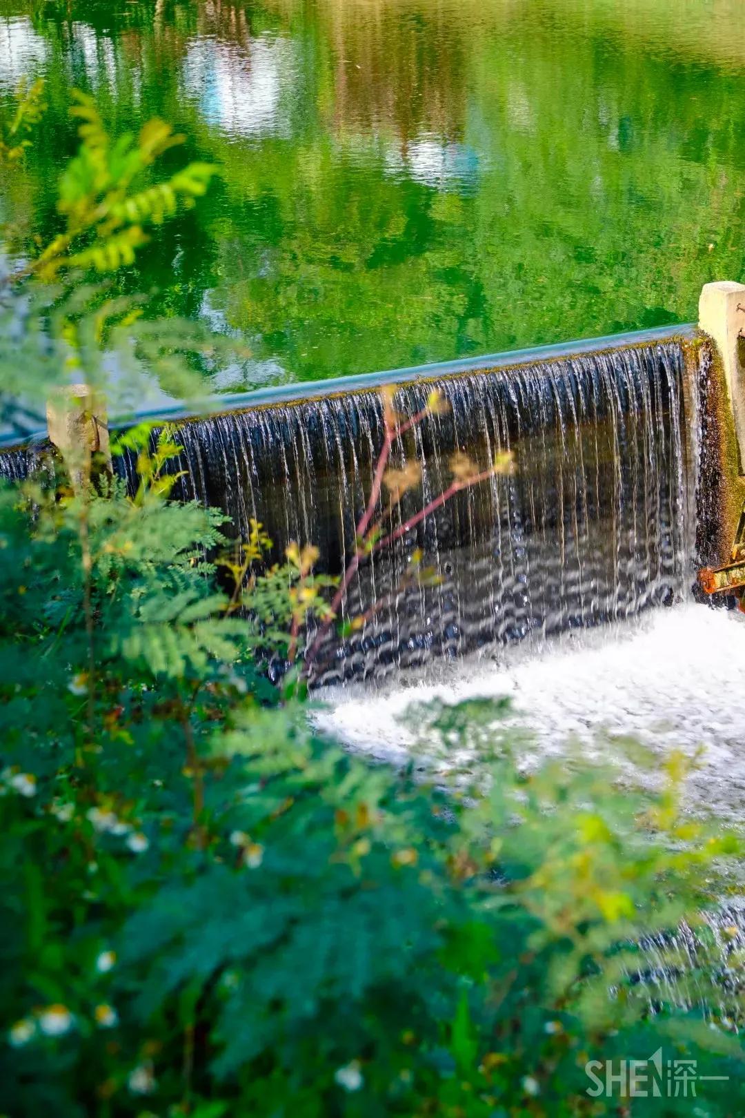 深圳这10条绿道你去过没,深圳十大绿道排行榜