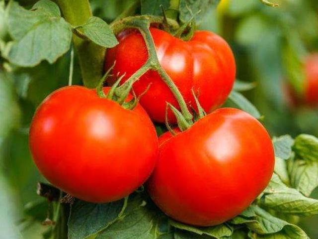 西红柿卷叶后还能再结西红柿吗,西红柿为什么会卷叶