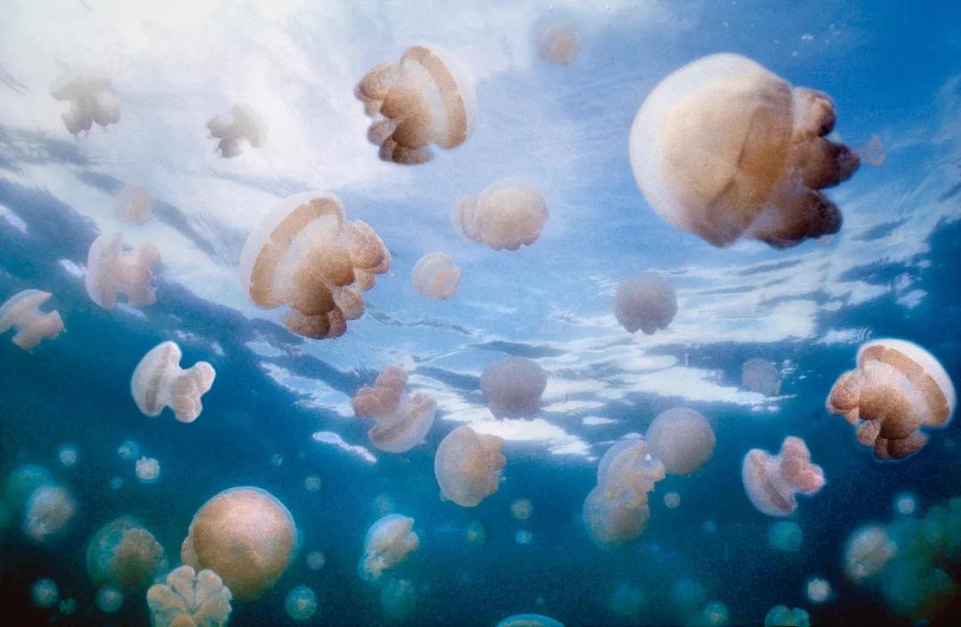 带你去看海最美的海岛,走遍全世界最美海岛