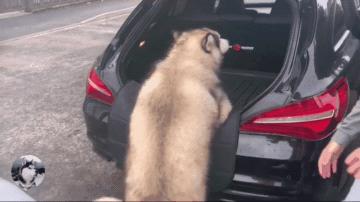 网友带哈士奇回农村老家,网友带萨摩耶到农村