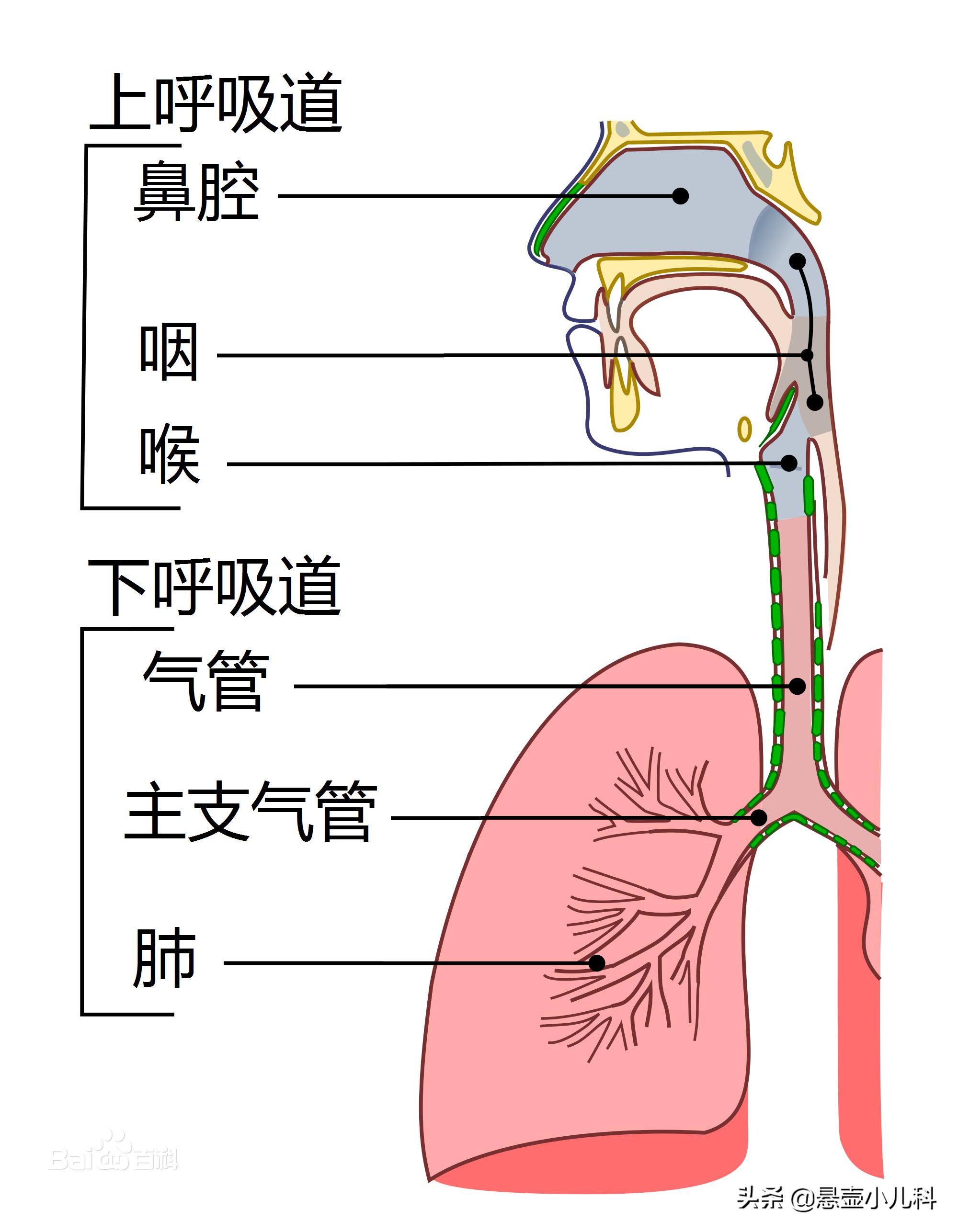 注意：这种药孕妇吃了有致畸性，很多人却把它当普通的感冒药吃！
