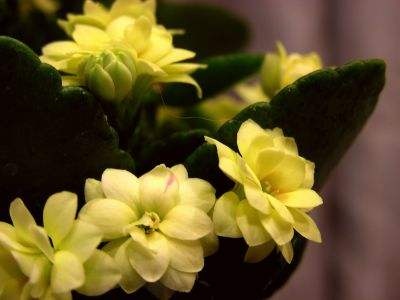 长寿花扦插后怎样浇水,长寿花浇水方法小视频