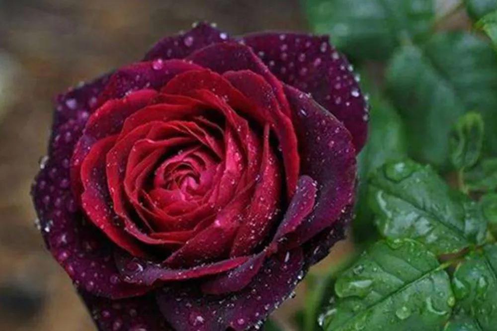 花店常用玫瑰花品种大全,一篇文章带你认识三亚40种花