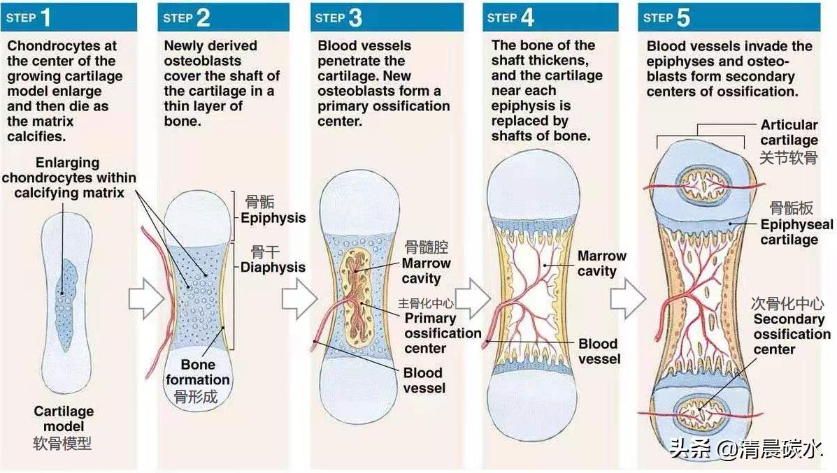 青春期孩子怎么才能快速长高,青春期想要长高的动作