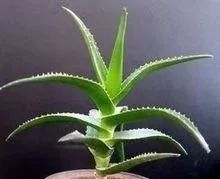 万能的芦荟胶真的有用吗,芦荟能快速起效吗