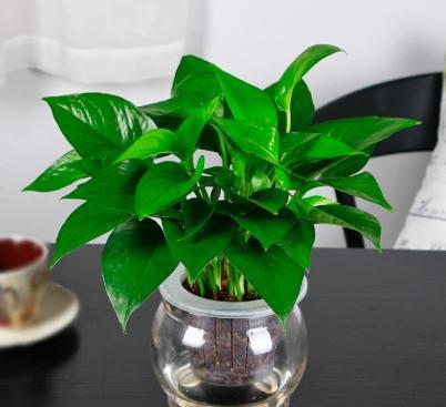 四种好养的植物,4种水培绿植