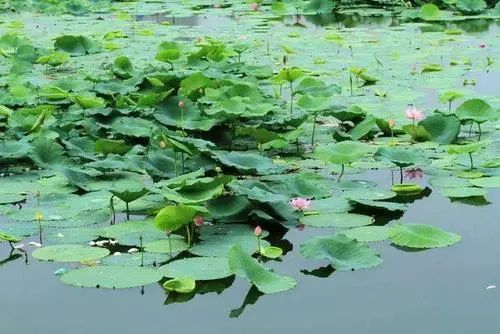 沈阳夏季赏荷旅游攻略,沈阳周边赏荷胜地