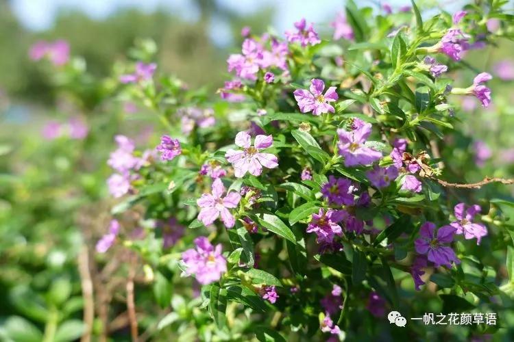 细叶萼距花耐寒吗,细叶萼距花喜光喜阴