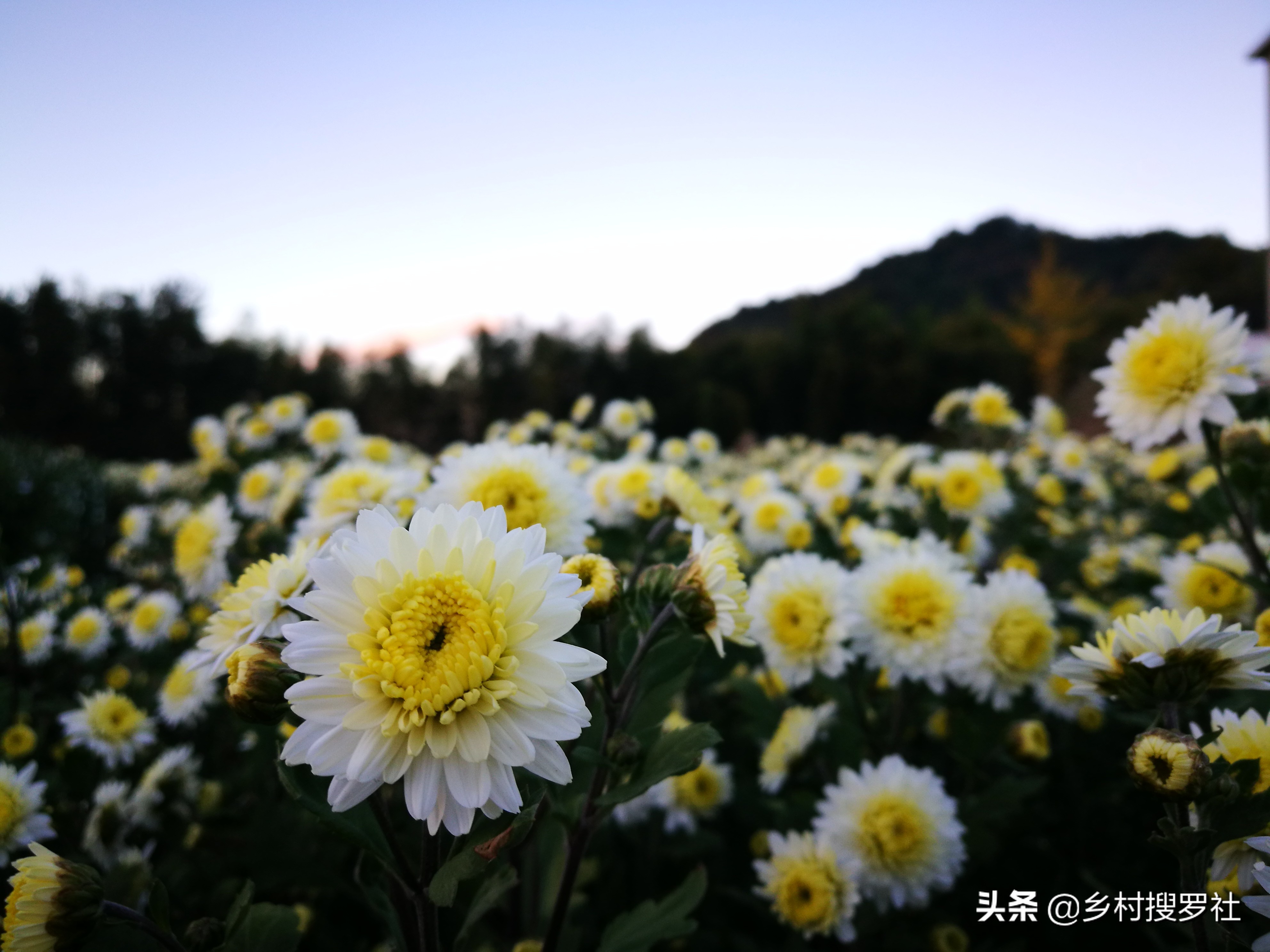 国花排名第一的兰花,兰花国花品种大全