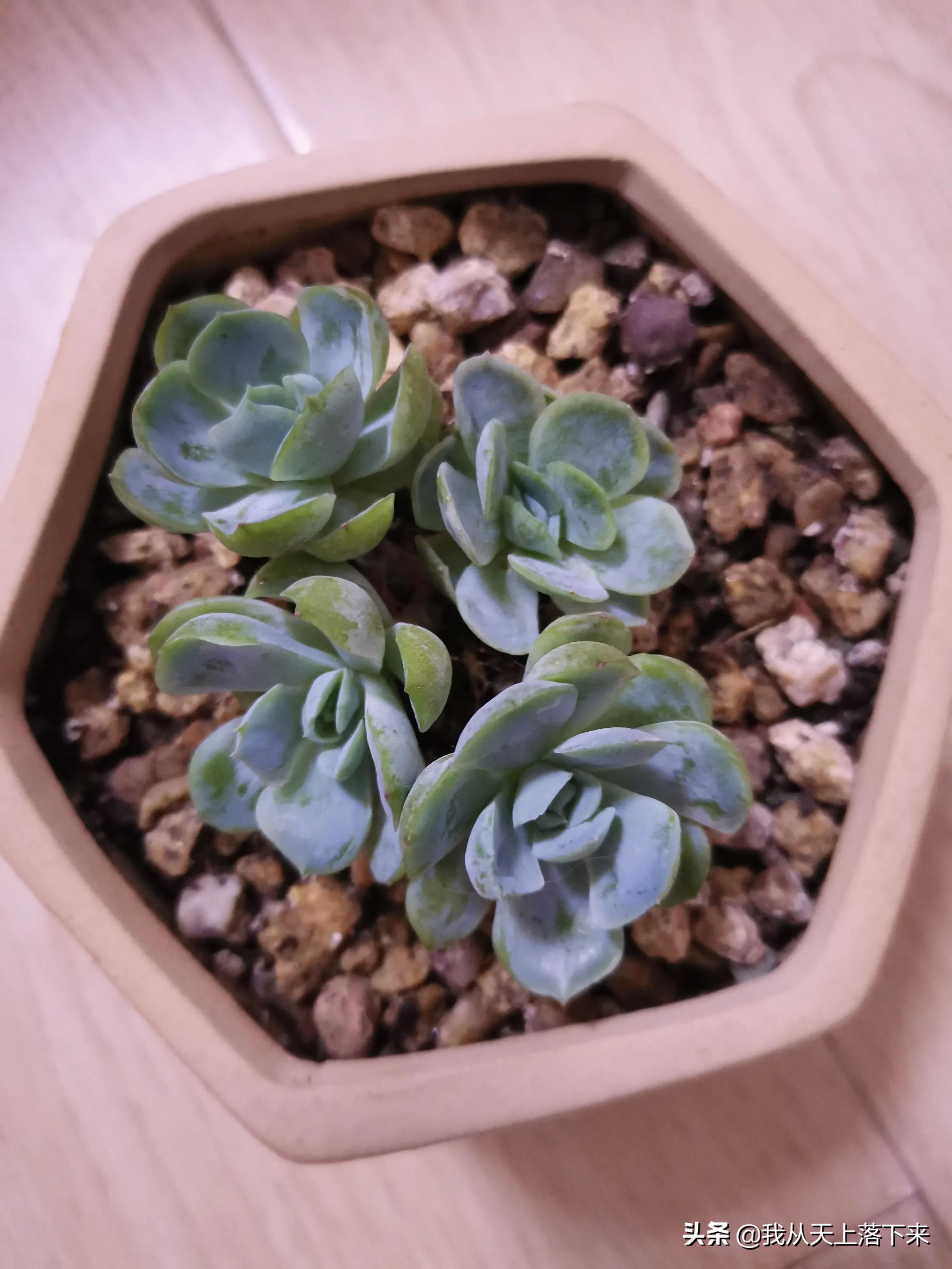 89种常见多肉植物品种图，实物拍摄，还不认识的小伙伴赶紧收藏好