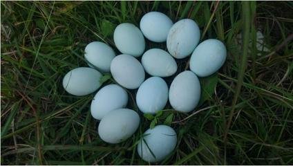 快速带你了解绿壳鸡蛋,揭秘绿壳鸡蛋