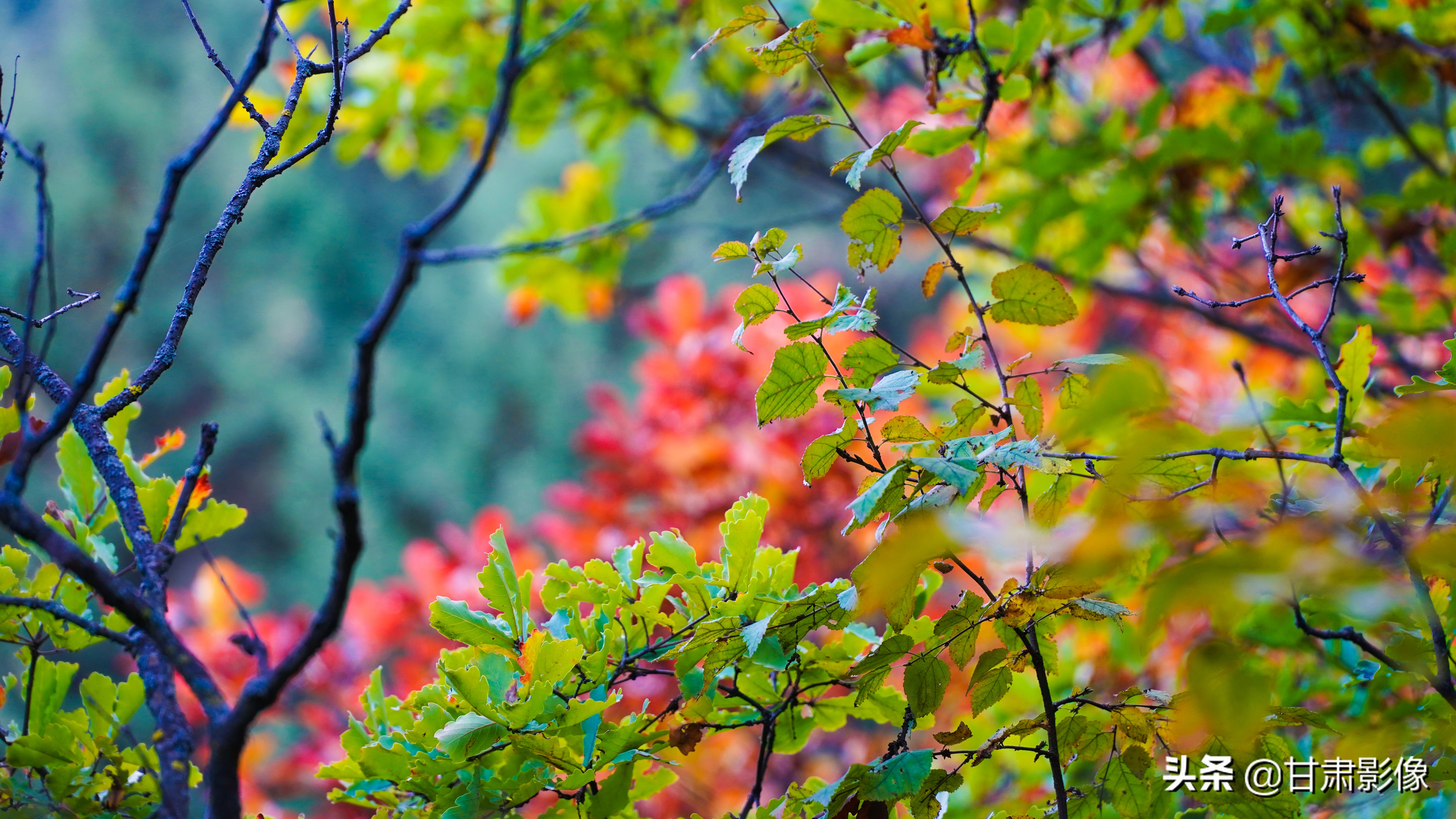 索尼电影镜头28-135能拍照吗,索尼相机18-135镜头介绍