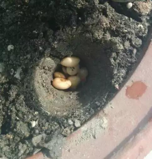 养花的盆要不要戳些洞,养花小知识小技巧大全图解