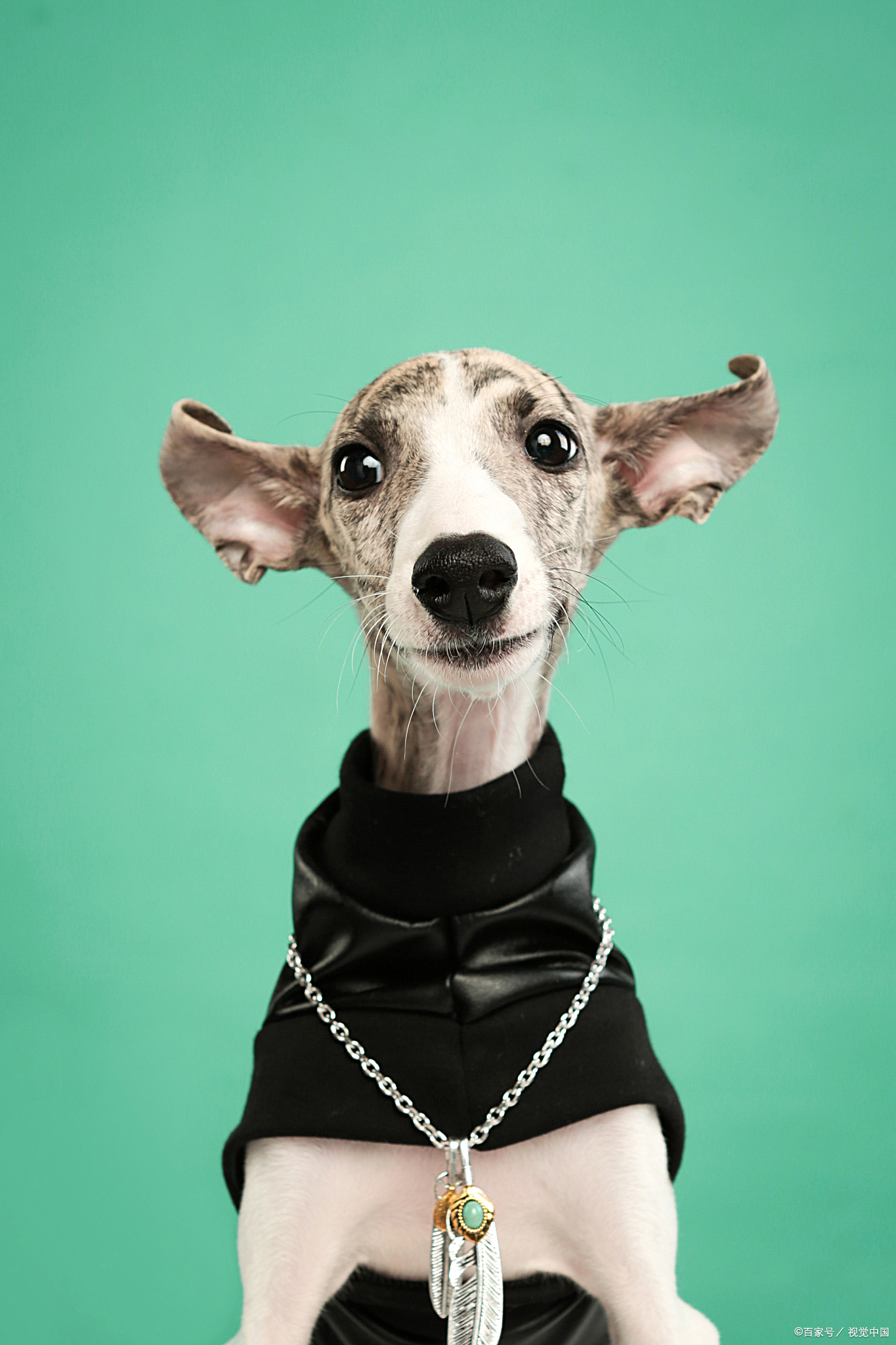 英语作文我的狗狗带翻译,我家的狗狗英语作文