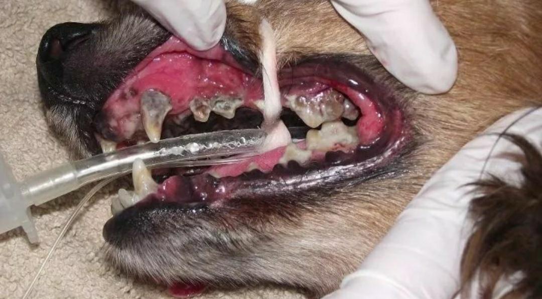 宠物口炎怎么治疗,宠物医院怎么治疗猫咪口炎