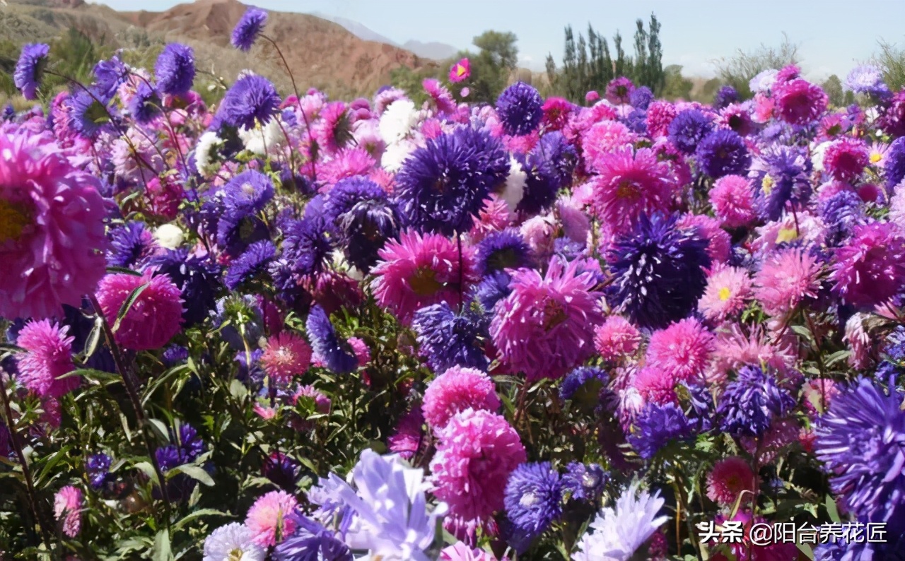 精心种植的一盆菊花非常漂亮,菊花盆栽什么样好看又好养