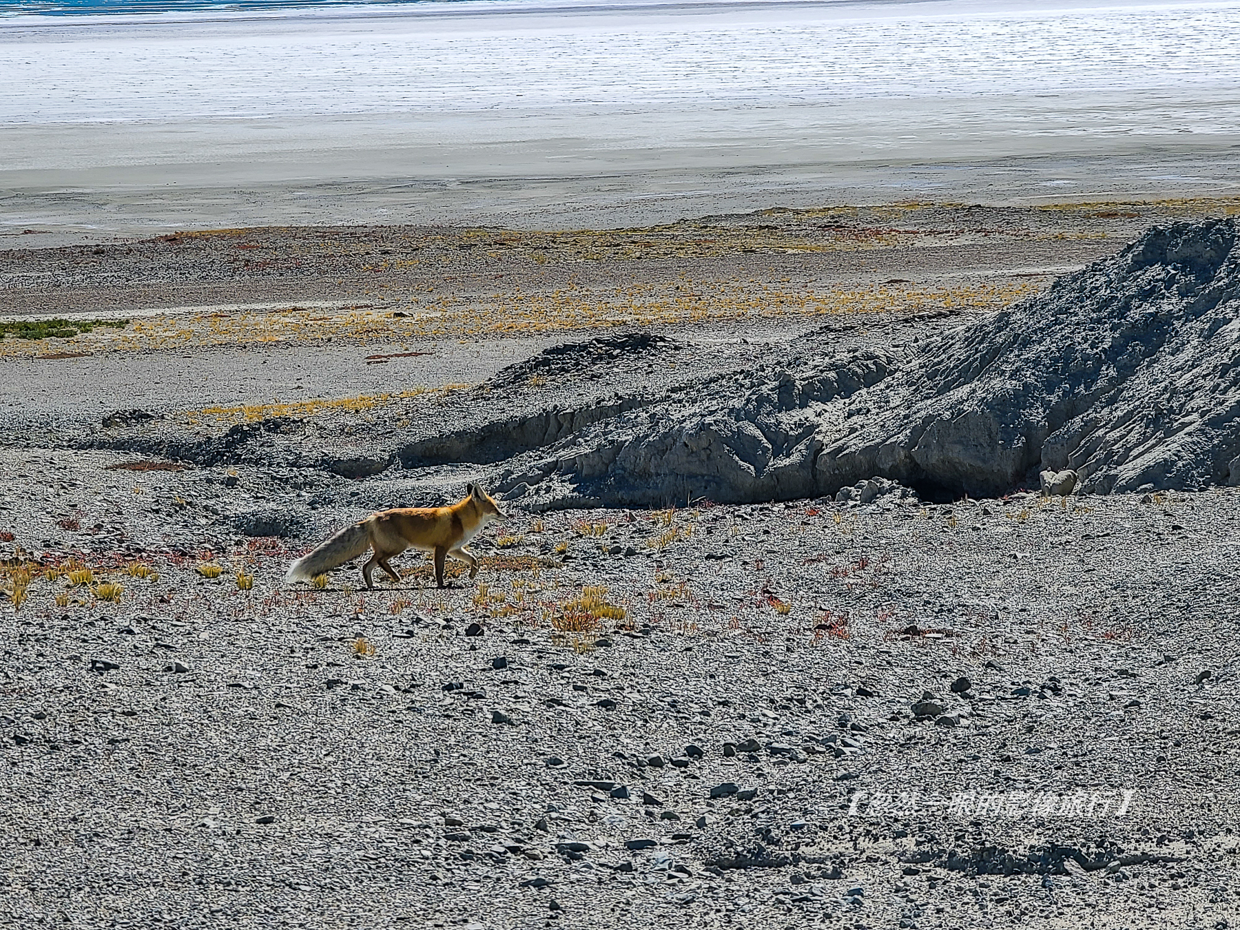 阿里无人区野狼出没,阿里无人区狐狸