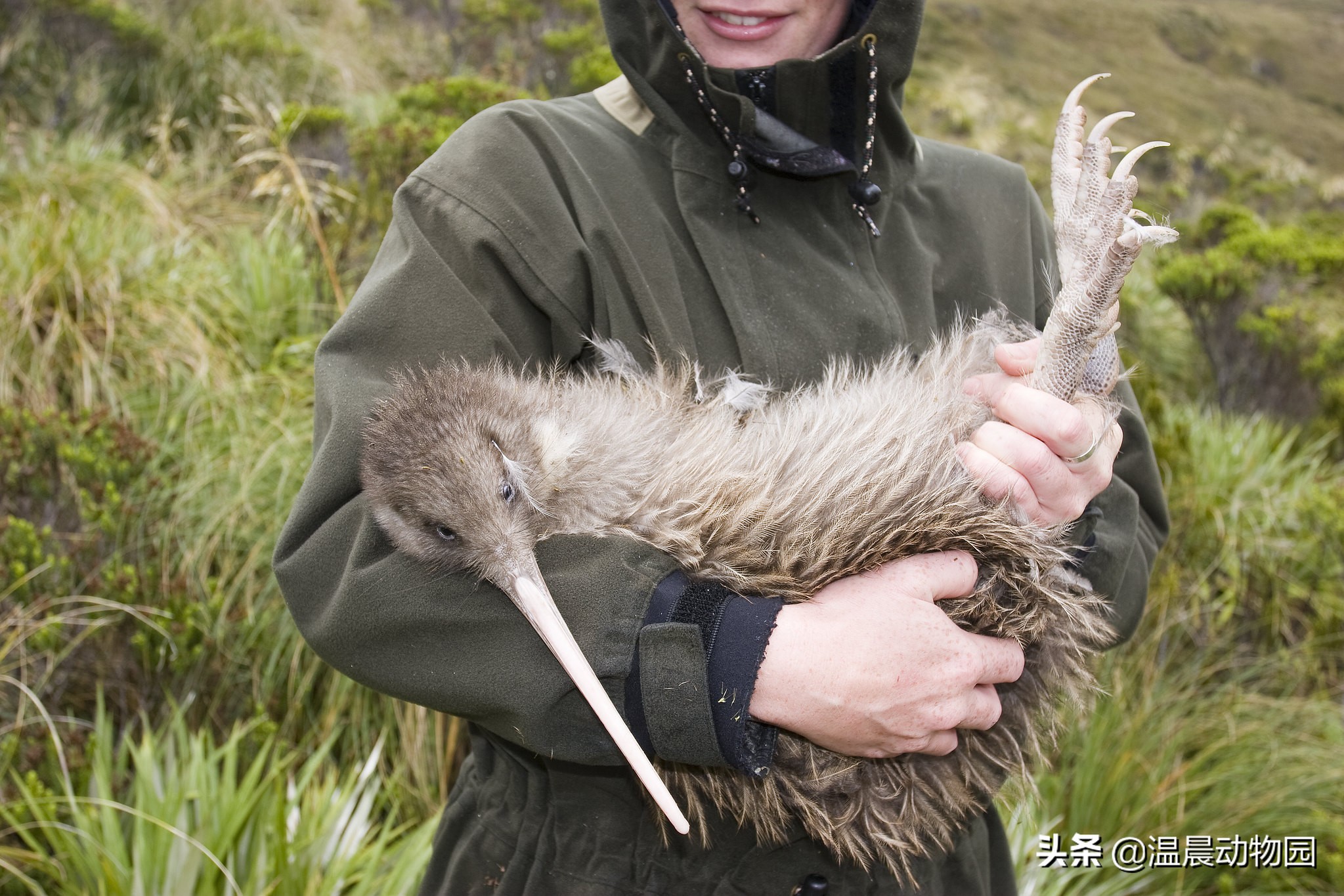 新西兰的国鸟是哪种奇特无比的鸟,为什么新西兰把几维鸟作为国鸟